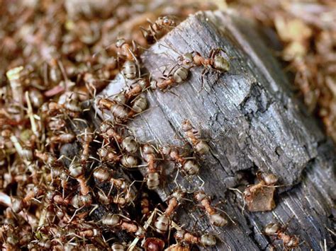As Formigas Selvagens Constroem Seu Formigueiro Parte Grande De Madeira Carbonizada Imagem De