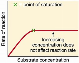 Image result for enzyme concentration