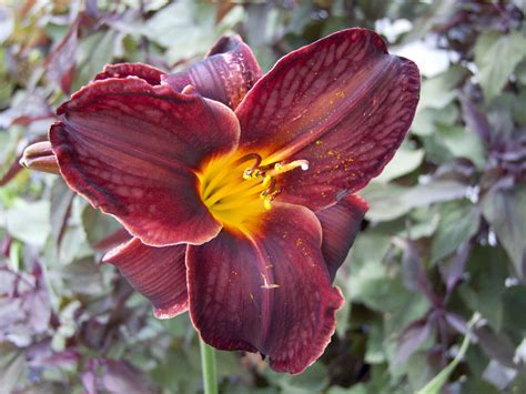 Mesure de police ou ordre militaire interdisant temporairement de sortir des maisons. Hemerocallis 'Couvre Feu' | liliumaquae | it