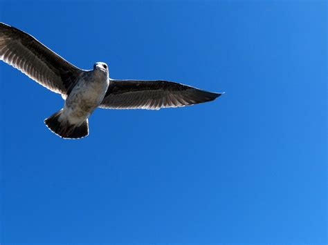 Flying Seagull Free Stock Photo Public Domain Pictures