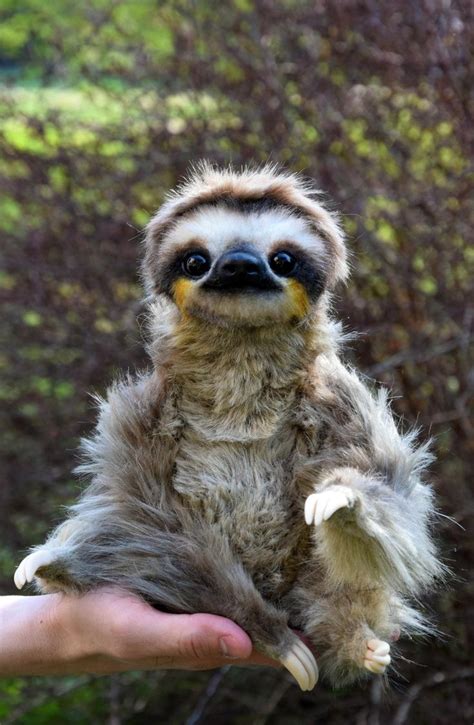 Sloth Cute Sloth Pictures Cute Baby Sloths Baby Animals Pictures