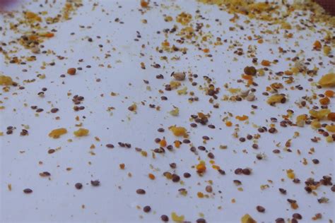 Allerdings kommt eine milbe auch sehr oft als parasit vor. Der Bienenblog - Neues vom Schwarm meines Lebens