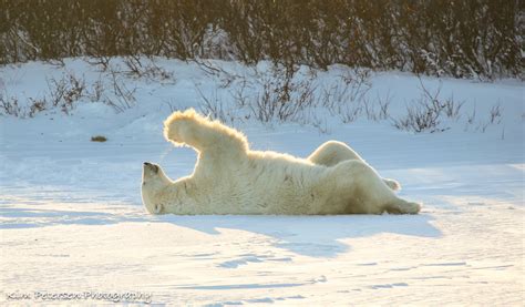 Churchill Polar Bear Praying Bear