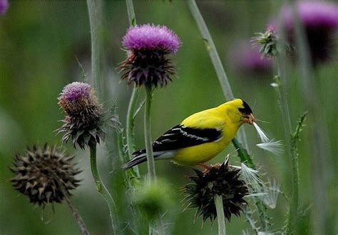 Thistle Goldfinch Have A Late Mating Season Waiting For The Thistle