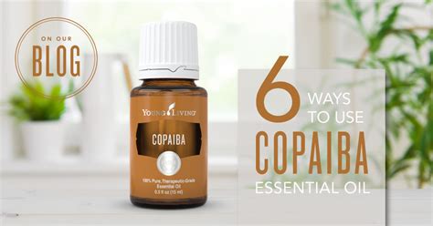 Copaiba Essential Oil Uses And Benefits Young Living Blog