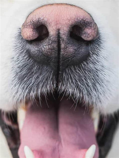 5 Crusty Dog Nose Causes From Least To Most Serious Pupvine