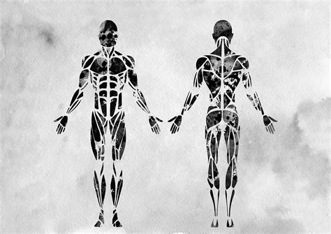Male Muscular System Anatomy By Erzebetth Redbubble