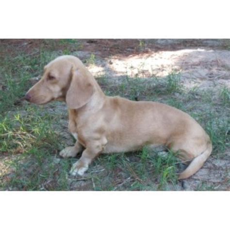 Currently, our price range is $500 to $1500, with most dachshund puppies between $500 and $1000. Cynthia's Akc Toy & Miniature Dachshunds, Dachshund Breeder in Panama City, Florida