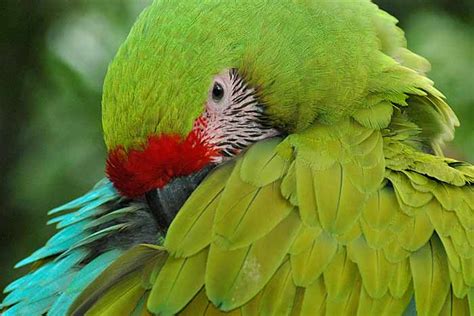 imagen-loro