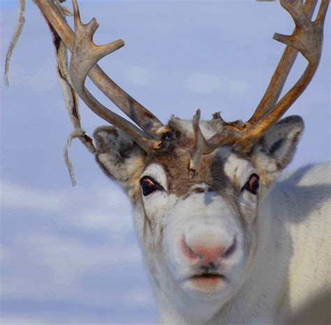 The Scientific Reason Why Reindeer Have Red Noses Science Smithsonian