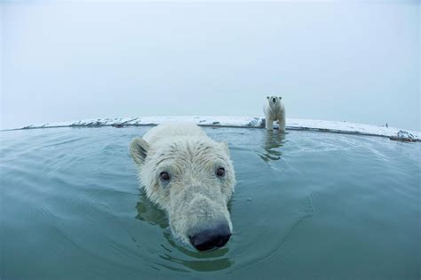 Polar Bear Ursus Maritimus Curirous Photograph By Steven Kazlowski