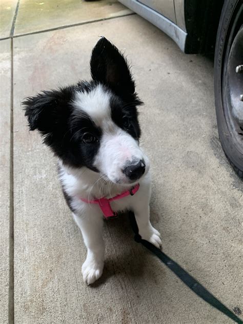 Color:the most common colors of border collies are black & white and red & white. Border Collie Puppies For Sale | Pittsburgh, PA #331322