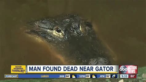 Deputies Man Found Near Alligator Apparently Drowned