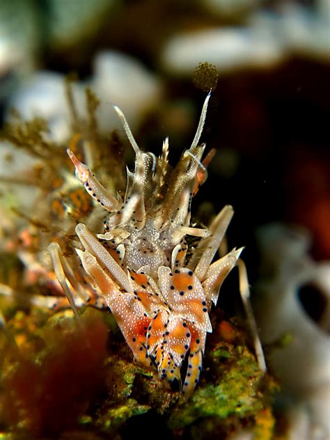 Maybe you would like to learn more about one of these? Si Udang Harimau Dari Indo Pasifik Yang Menawan