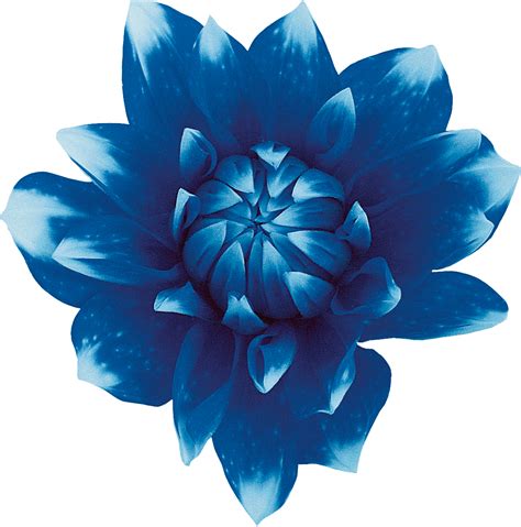 Vector Blue Flowers Png Transparent File Png Arts Riset