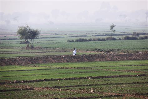 In 2018, the size of mature palm oil plantations in malaysia was around 5.2 million hectares. Recently sown paddy fields in Sindh, Pakistan, December 20… | Flickr