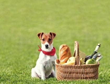 Planning The Perfect Pet Picnic With Petcurean Pet Food | FIDO Friendly