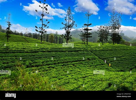Tea Sri Lankan Hi Res Stock Photography And Images Alamy