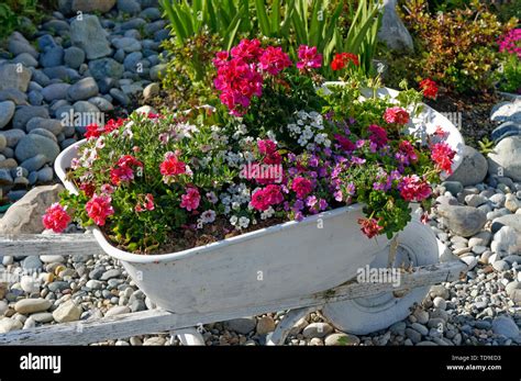 Old Wheelbarrow Painted White And Being Used As A Flower Planter In A
