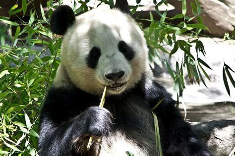 What Do Pandas Eat All About The Panda Bear Diet
