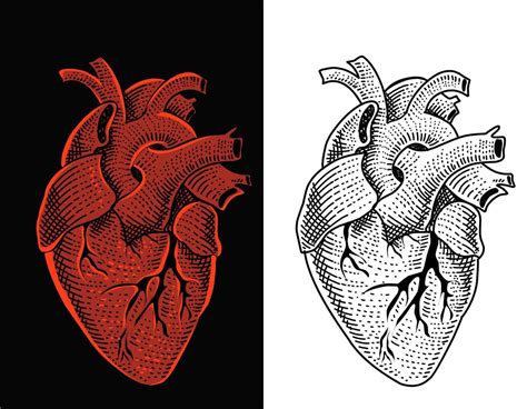 Ilustración Vectorial Corazón Humano Con Estilo De Grabado 4246773
