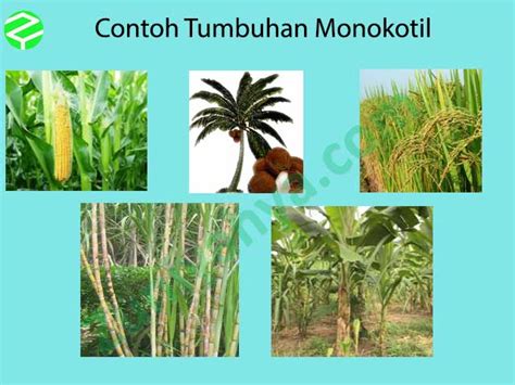 Yap, tumbuhan dikotil umumnya memiliki sepasang keping biji atau kotiledon dalam embrio benih. Catat! Gambar Tanaman Monokotil yang Wajib Disimak ...