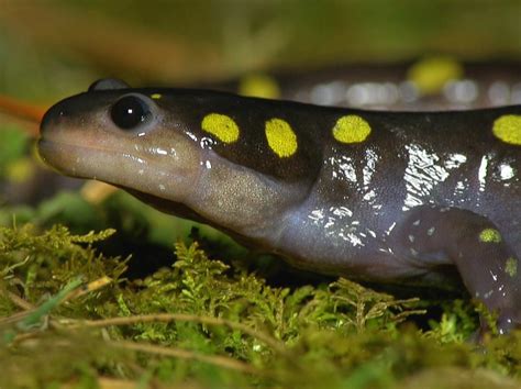 La Escurridiza Salamandra Moteada Finger Lakes Land Trust