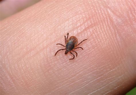 Why Do Ticks Spread So Many Diseases Live Science