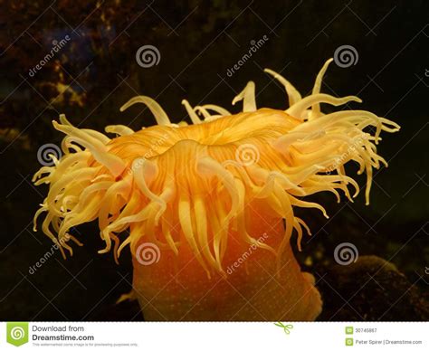 Sea Anemone Stock Image Image Of Flower Underwater 30745867
