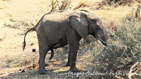 Elephant With Two Trunks Kruger Park Sightings Amazing Wildlife