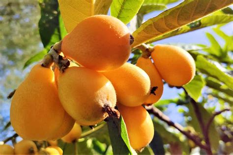 How To Grow And Care For Loquat Trees Be Legendary Podcast