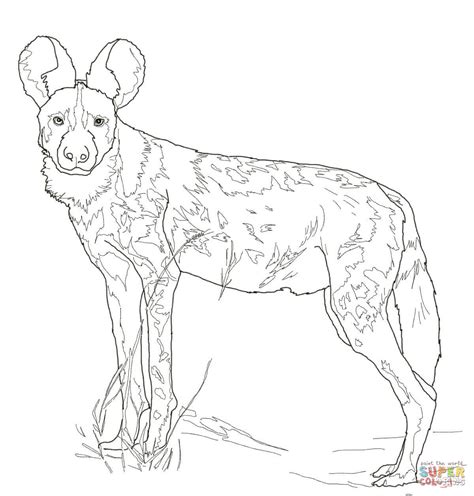 African Wild Dog Coloring Page Free Printable Coloring Pages
