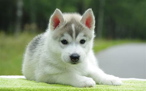 Maybe you would like to learn more about one of these? Cute Husky Puppy - Wallpaper, High Definition, High Quality, Widescreen