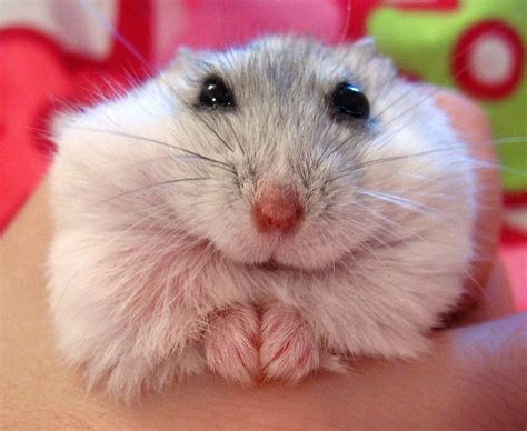 Pin By Cheyenne Bailey On Hamsters Cute Hamsters Hamster Smiling