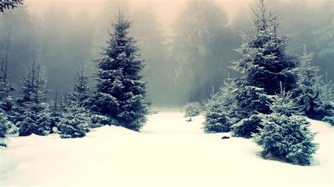 Pics Photos Nature Winter Snow Trees Night Forest 1280x1024 Wallpaper