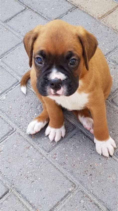 Boxer Puppies For Sale Orlando Fl 256360 Petzlover