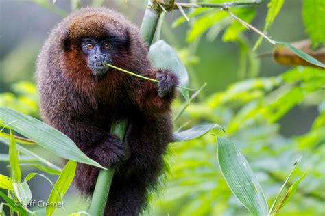 Tropical Rainforest Monkeys