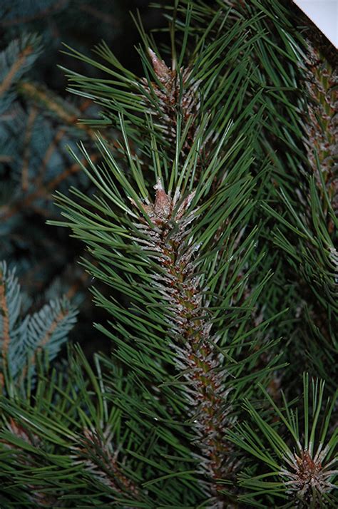 There are numerous cultivated varieties. Arnold Sentinel Austrian Pine (Pinus nigra 'Arnold Sentinel') in Fayetteville Springdale Rogers ...