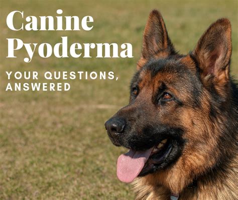 Pyoderma In Dogs Causes Symptoms Diagnosis And Remedies Pethelpful