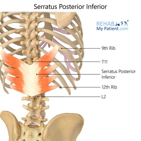 Serratus Posterior Superior Origin And Insertion
