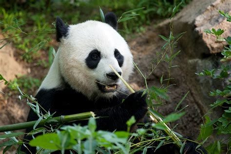 Giant Panda Mei Xiang Is Artificially Inseminated At The Smithsonians