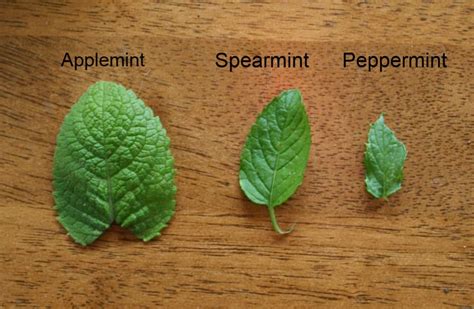 Three Types Of Mint Home Garden Joy