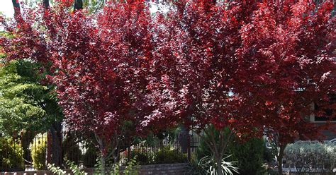 The purple leaf plum tree is also known as the cherry plum tree. tn_purple-plum-tree-pruning-service | Design Tree ...