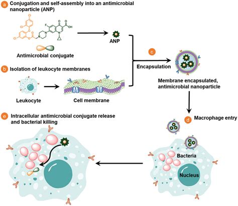 Design Synthesis And Hypothesized Mechanism Of Macrophage‐monocyte