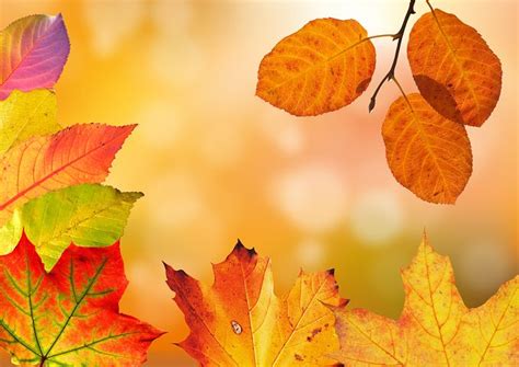 70000 Free Autumn And Fall Images Pixabay