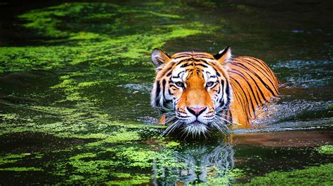 Animal Bengal Tiger Swimming 4k Ultra Hd Wallpaper For Desktop Laptop