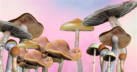 Psilocybe Cubensis And Other Types Of Magic Mushrooms You Should Know