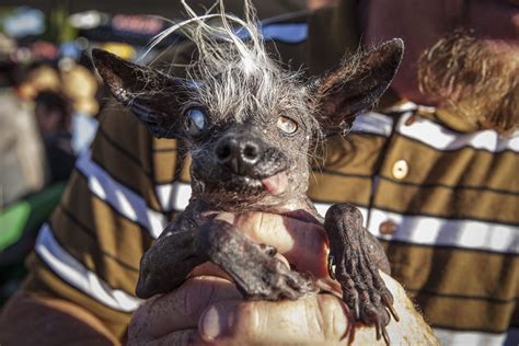 Correction Blind Dog Wins Worlds Ugliest Dog Contest The Seattle Times