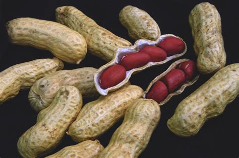 Talbert Small Red Peanut, 28 g : Southern Exposure Seed Exchange ...