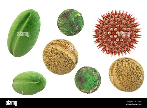 Pollen Grains From Different Plants Computer Illustration Pollen